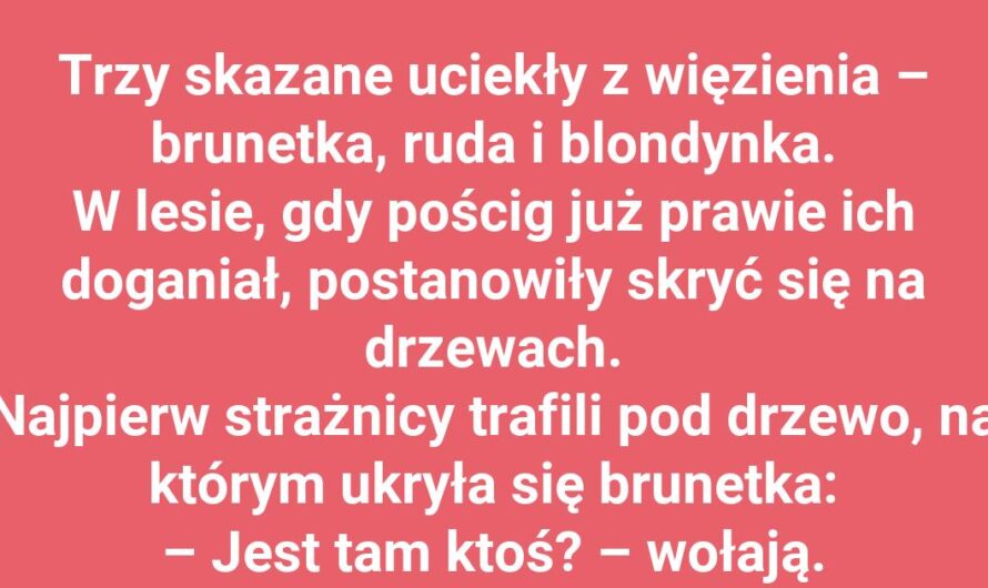 Sprytne kryjówki – blondynka, ruda i brunetka na drzewach