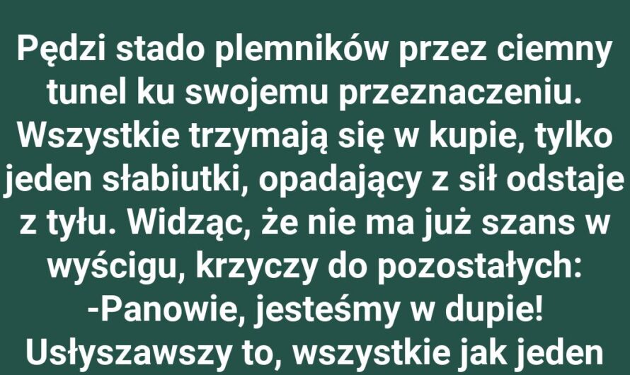 Jak intelektualista przechytrzył resztę