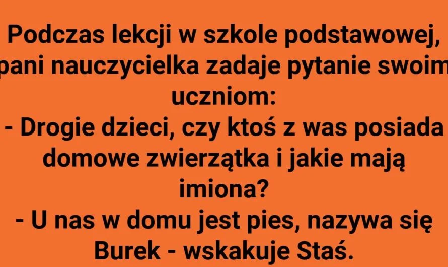 Zwierzęta domowe